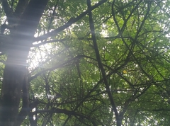 Albizia amara