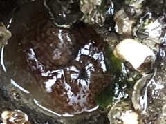 Zirfaea