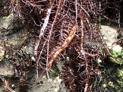Cumagloia andersonii