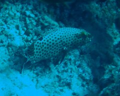 Epinephelus howlandi