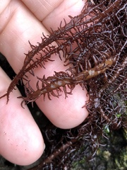 Cumagloia andersonii