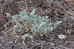 Astragalus argophyllus panguicensis