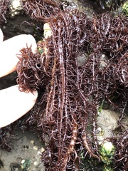 Cumagloia andersonii