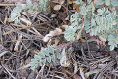 Astragalus argophyllus panguicensis