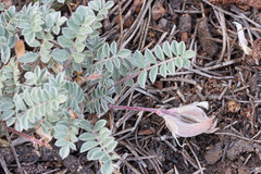 Astragalus argophyllus panguicensis