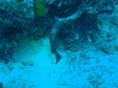 Epinephelus howlandi