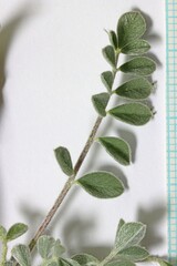 Astragalus argophyllus panguicensis