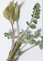 Astragalus argophyllus panguicensis