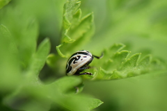 Zygogramma malvae