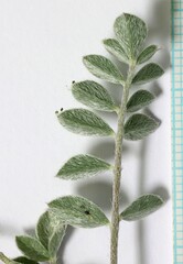 Astragalus argophyllus panguicensis