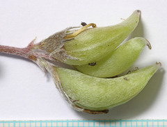 Astragalus argophyllus panguicensis