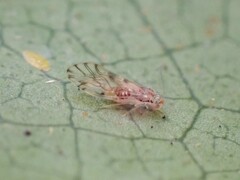 Trichopsocus