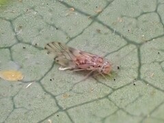 Trichopsocus