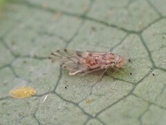 Trichopsocus
