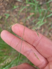 Piptatheropsis micrantha