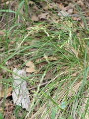 Piptatheropsis micrantha