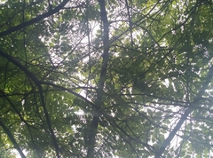 Albizia amara