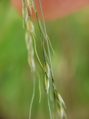Piptatheropsis micrantha