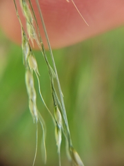 Piptatheropsis micrantha