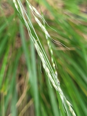 Piptatheropsis micrantha