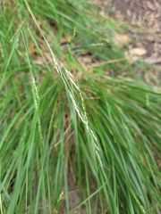 Piptatheropsis micrantha