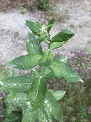 Salix alaxensis