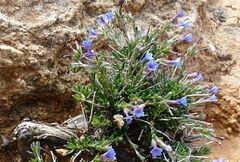 Lithodora hispidula