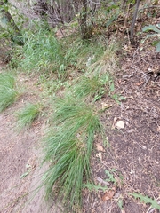 Piptatheropsis micrantha