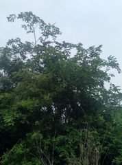 Holoptelea integrifolia