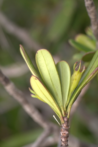Thiollierea campanulata observed 2022-06-26