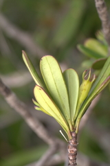 Thiollierea campanulata