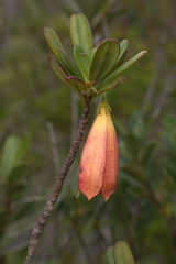Thiollierea campanulata