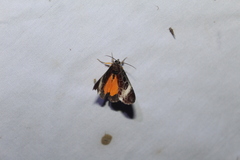 Sarbanissa transiens