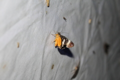 Sarbanissa transiens