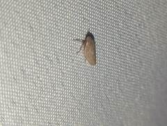 Negosiana negotiosa