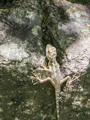 Diploderma splendidum