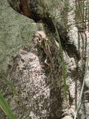 Diploderma splendidum