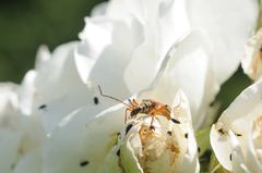 Stenocorus meridianus