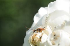 Stenocorus meridianus