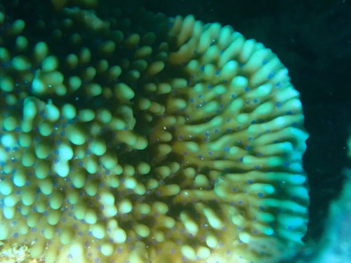 Montipora verrucosa observed 2022-06-26