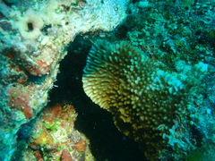 Montipora verrucosa