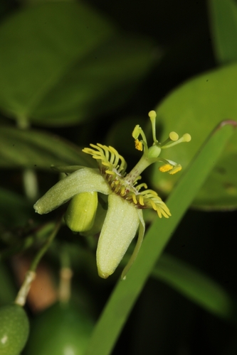 Passiflora pallida image