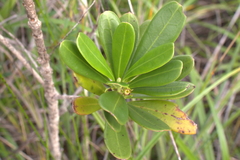 Thiollierea