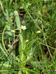 Stellaria alaschanica