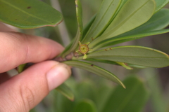 Thiollierea