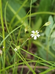 Stellaria alaschanica