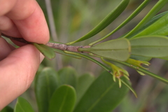 Thiollierea