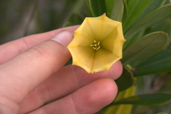 Thiollierea