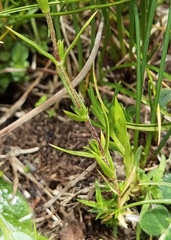 Stellaria alaschanica