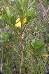 Thiollierea
